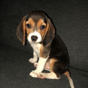 Meet your Posher, Josh